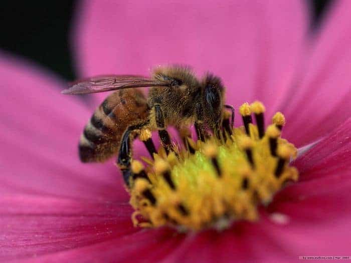 Bee On Flower