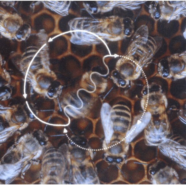 Bee waggle dance
