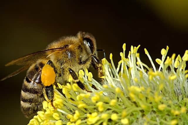 Honey Bee Baskets