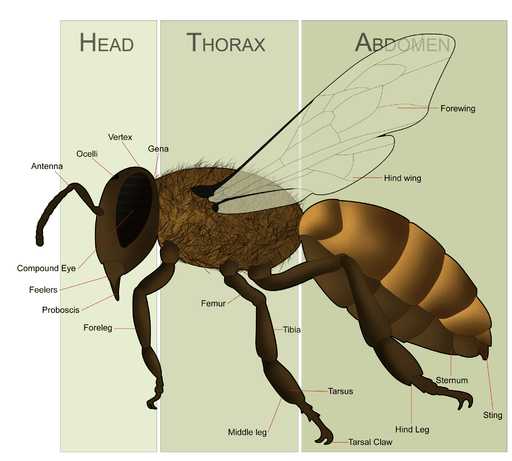 Honey Bee Anatomy
