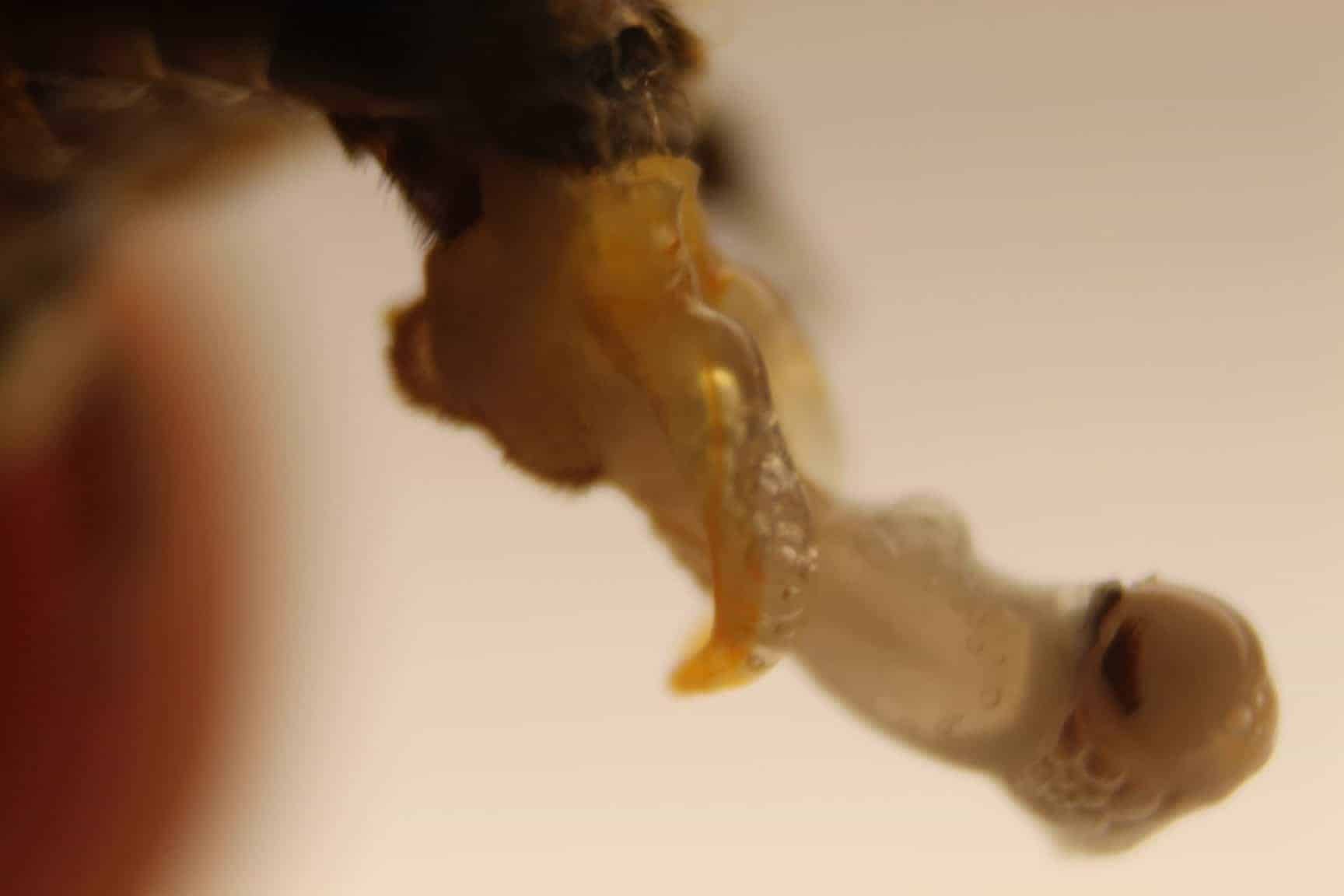 Drone Bee Sex Organ