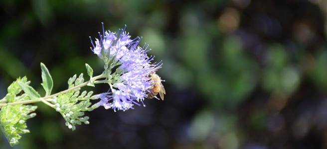 Honeybee Foraging