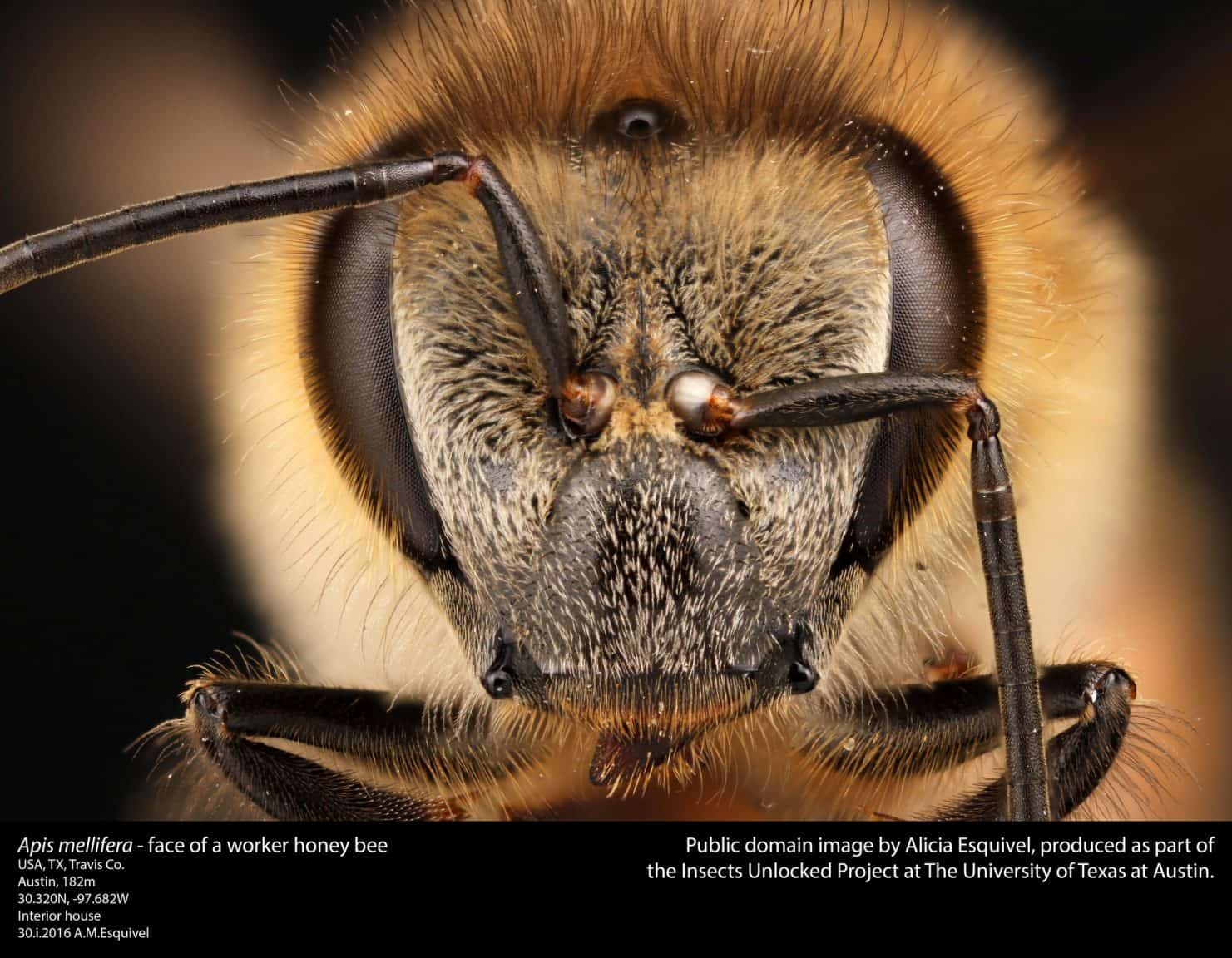Honey bee worker head