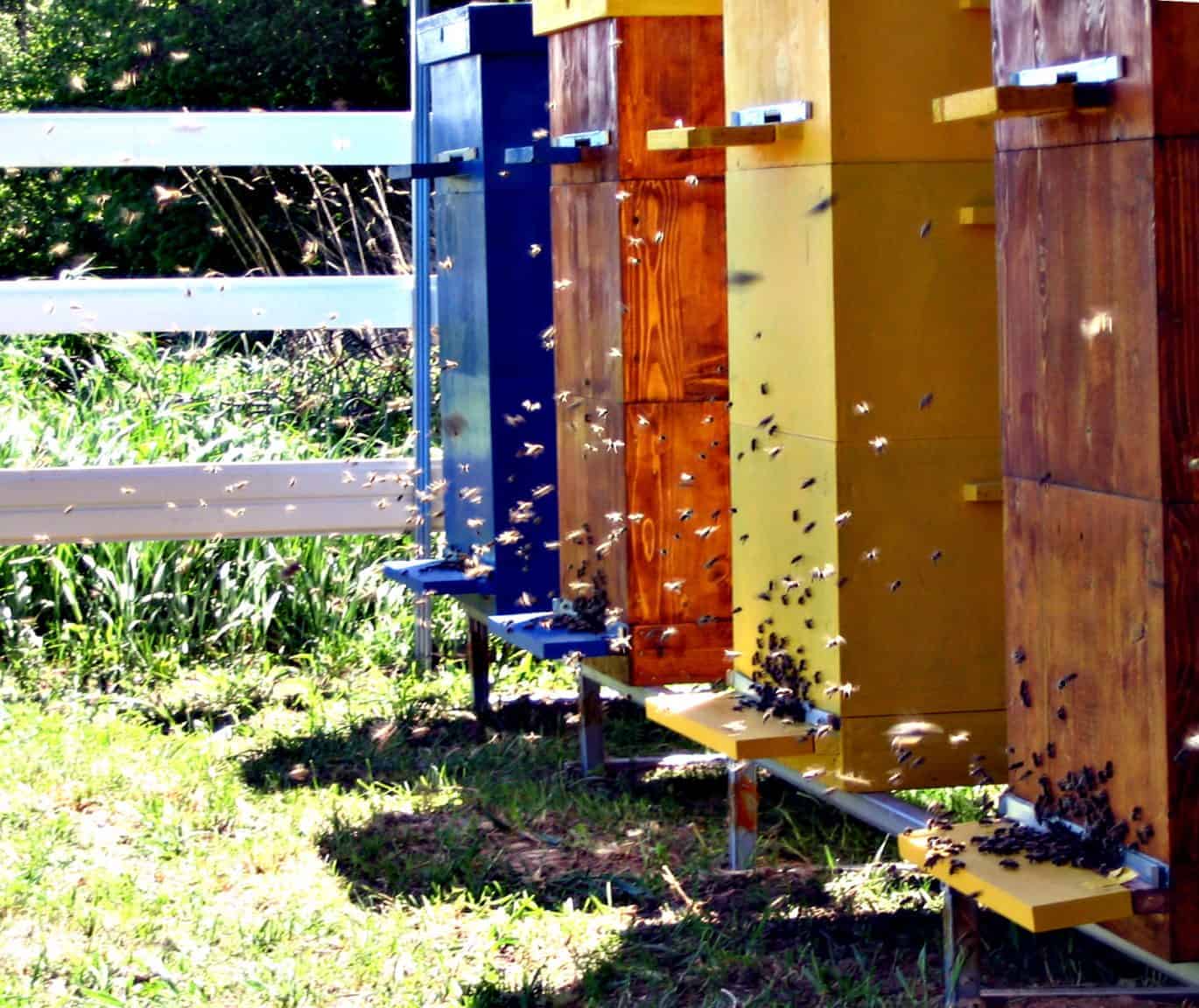 Multiple Colored Hives