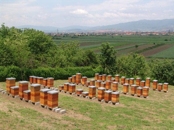 Multipe Hives