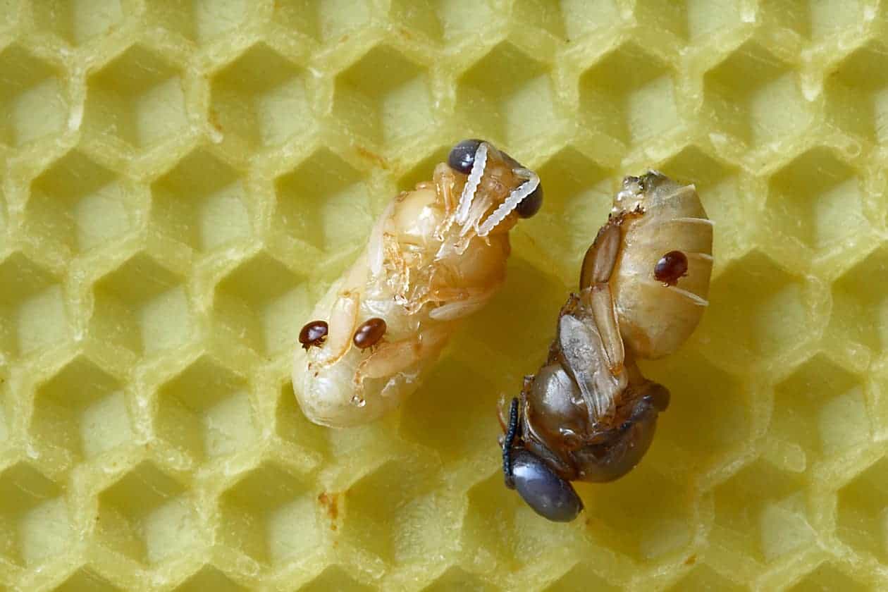 Varroa mites Varroa mites