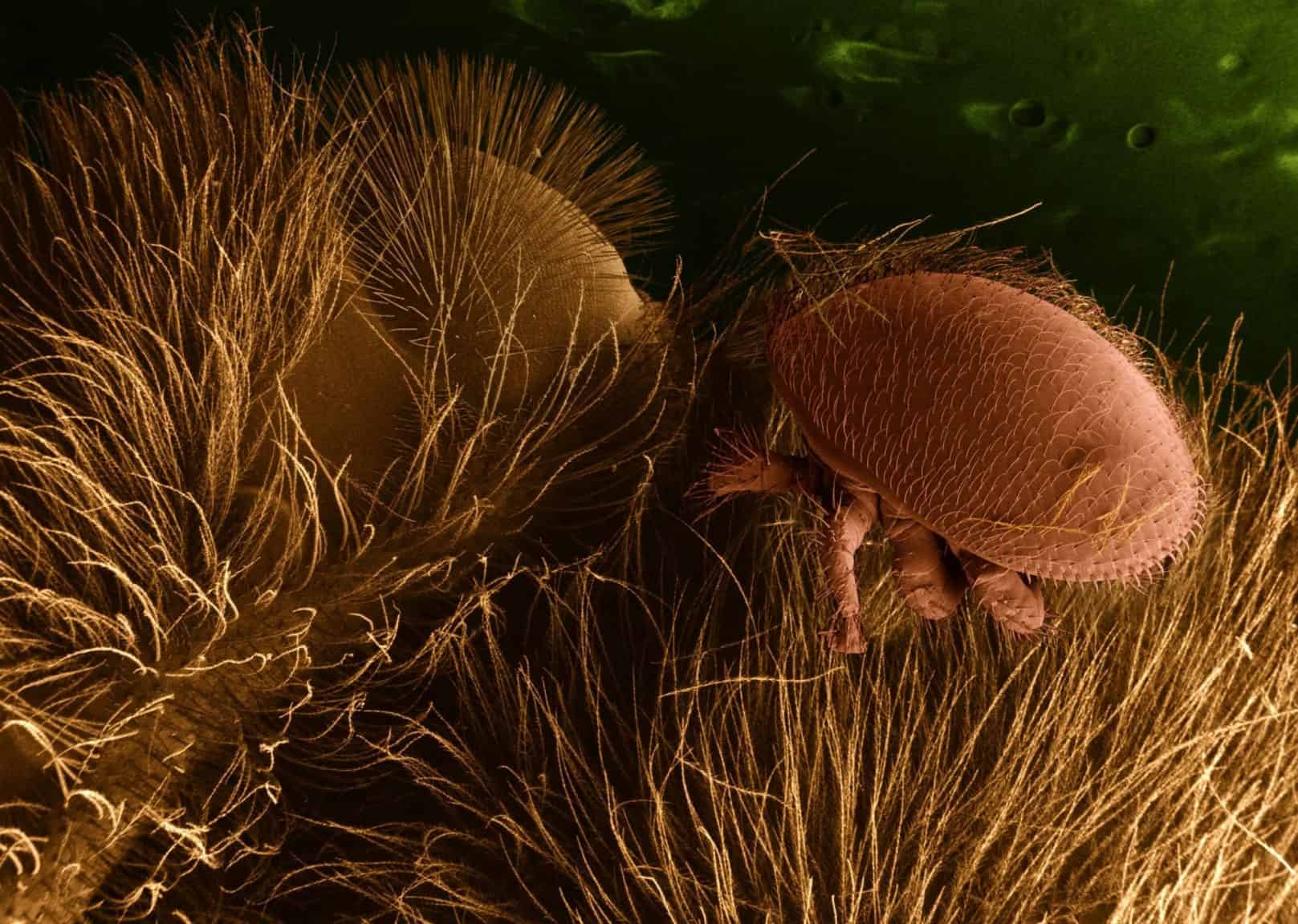 Varroa destructor on honeybee host Varroa destructor on honeybee host