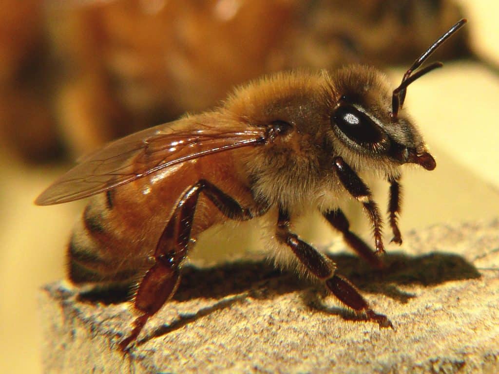 the role of the worker bee perfectbee