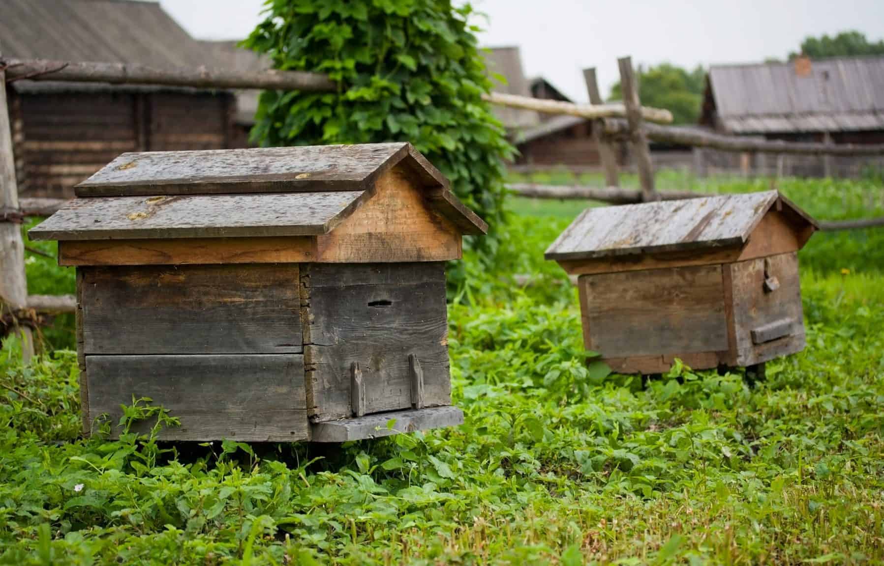 A potted history of beekeeping PerfectBee