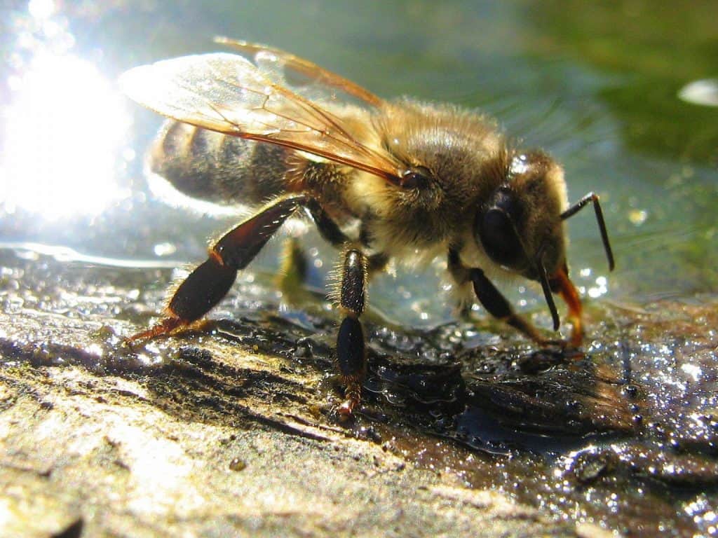Drinking Bee