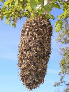 Bee Swarm