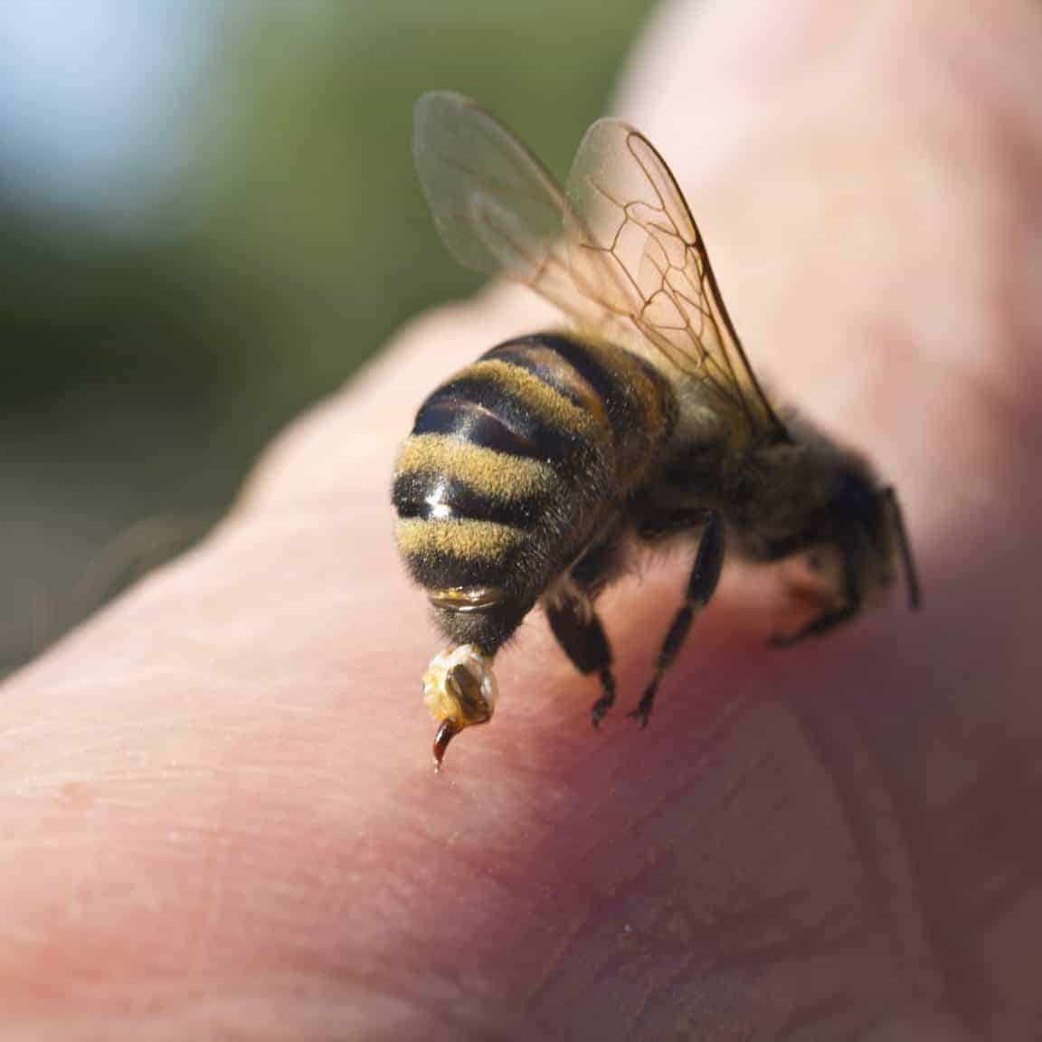 Do Beekeepers Ever Get Stung?