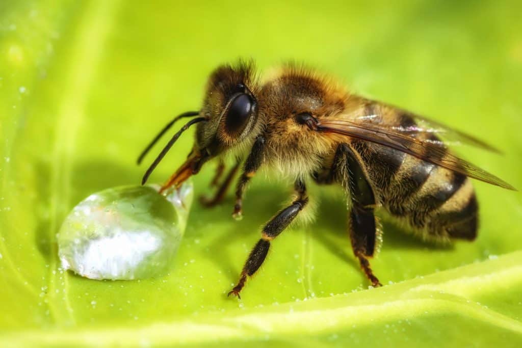 Bee drinking a water drop