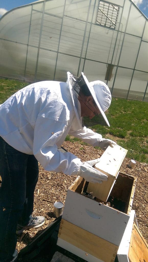 package of bees photo