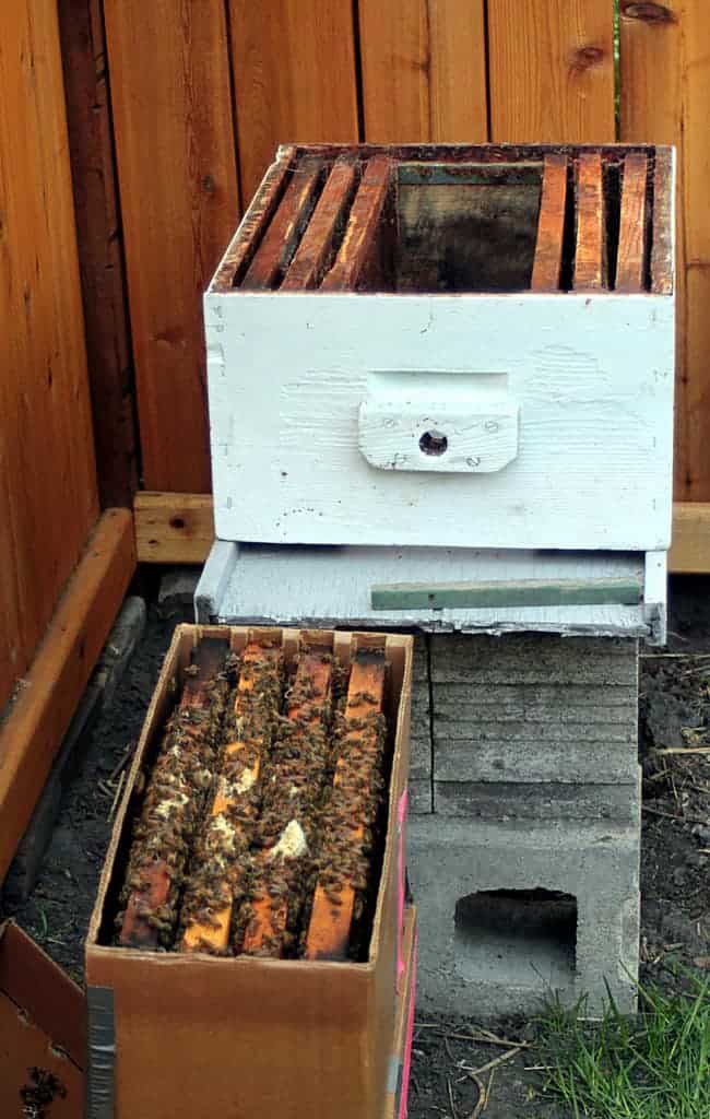 Nuc of bees