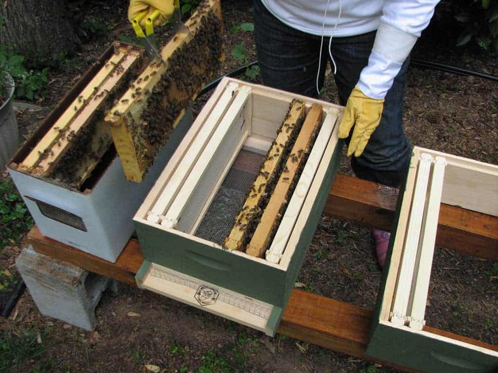2 frame nuc box for honey bees 