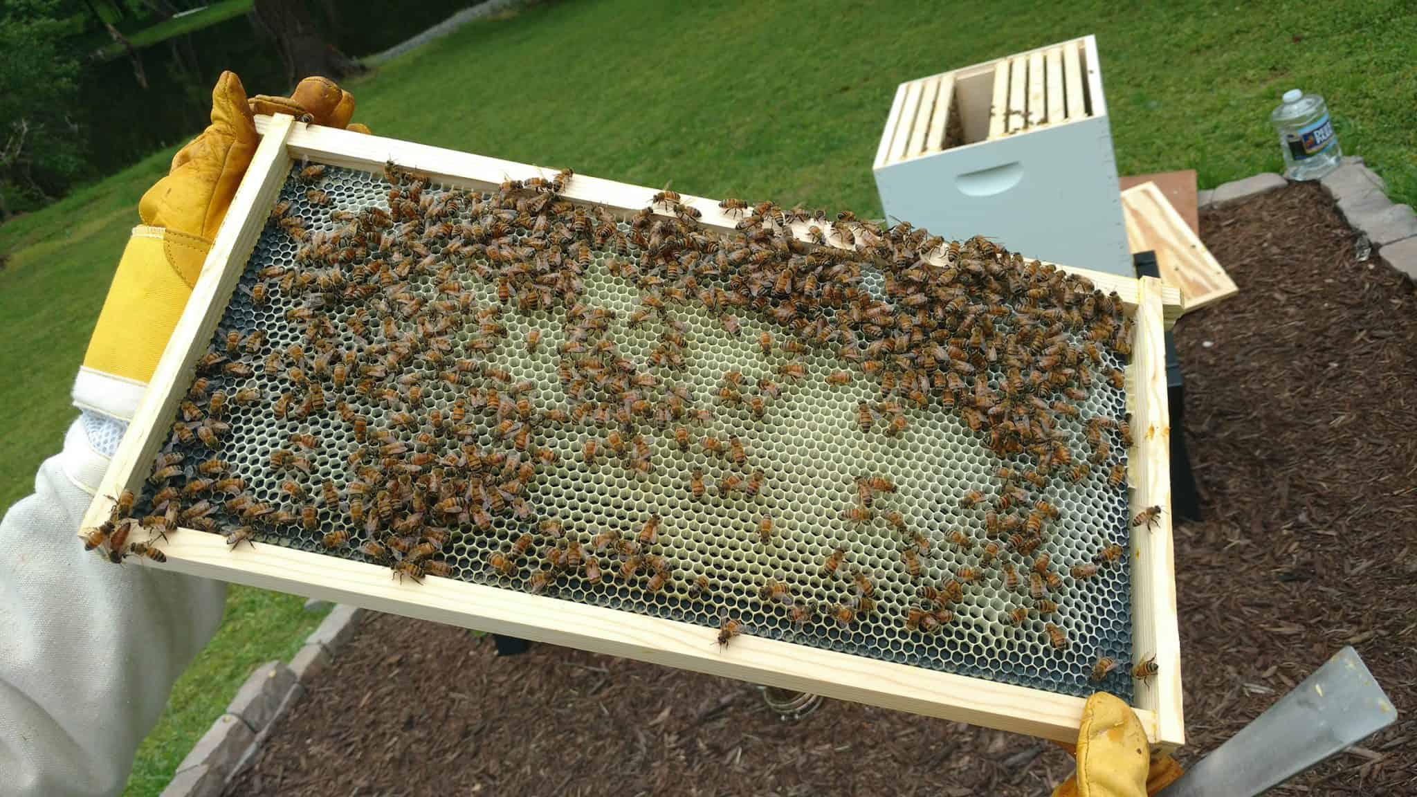 Setting Up a Langstroth Hive PerfectBee