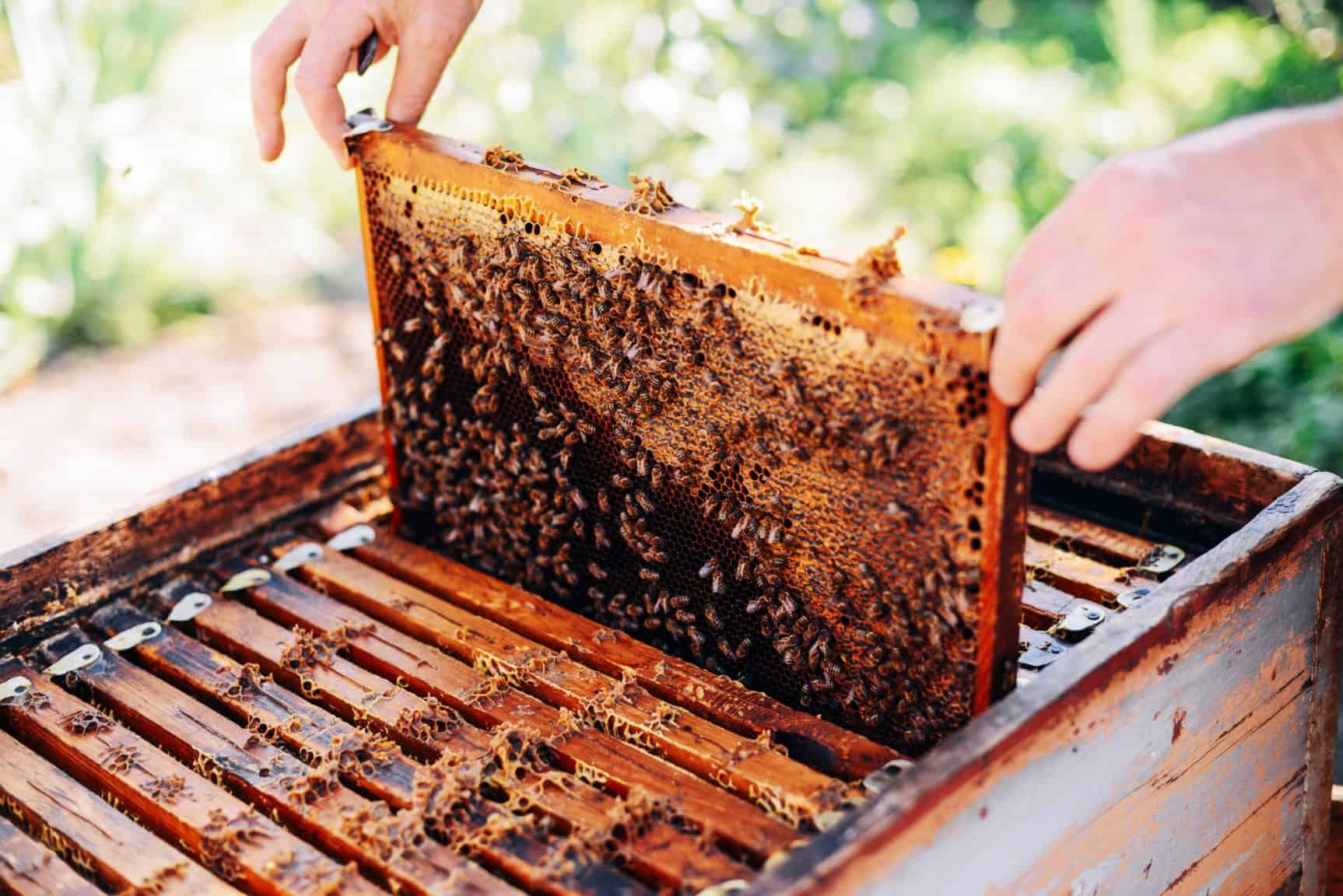 Considering the Joys of Beekeeping PerfectBee