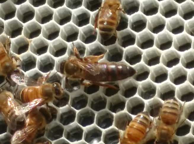 The Carniolan Queen