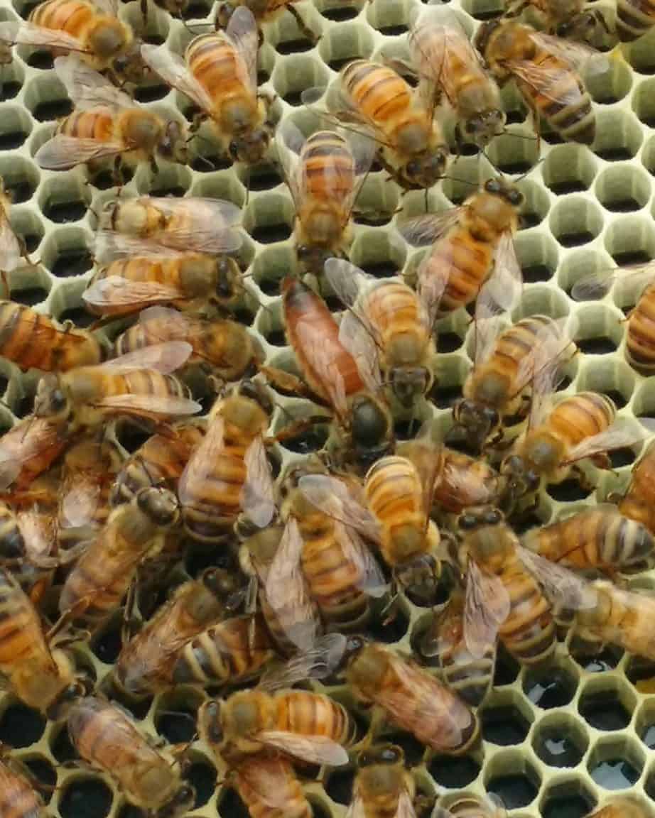 Gardening for Beekeepers Flowers that Honeybees Love PerfectBee