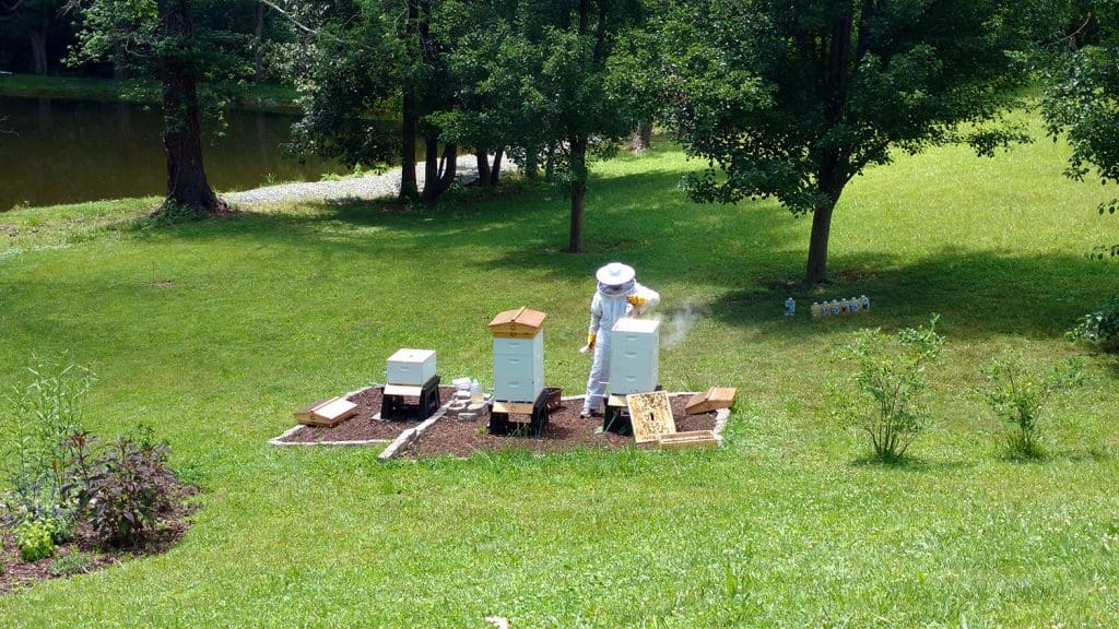 Working the Strongest Hive