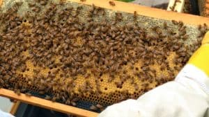 Brood Pattern