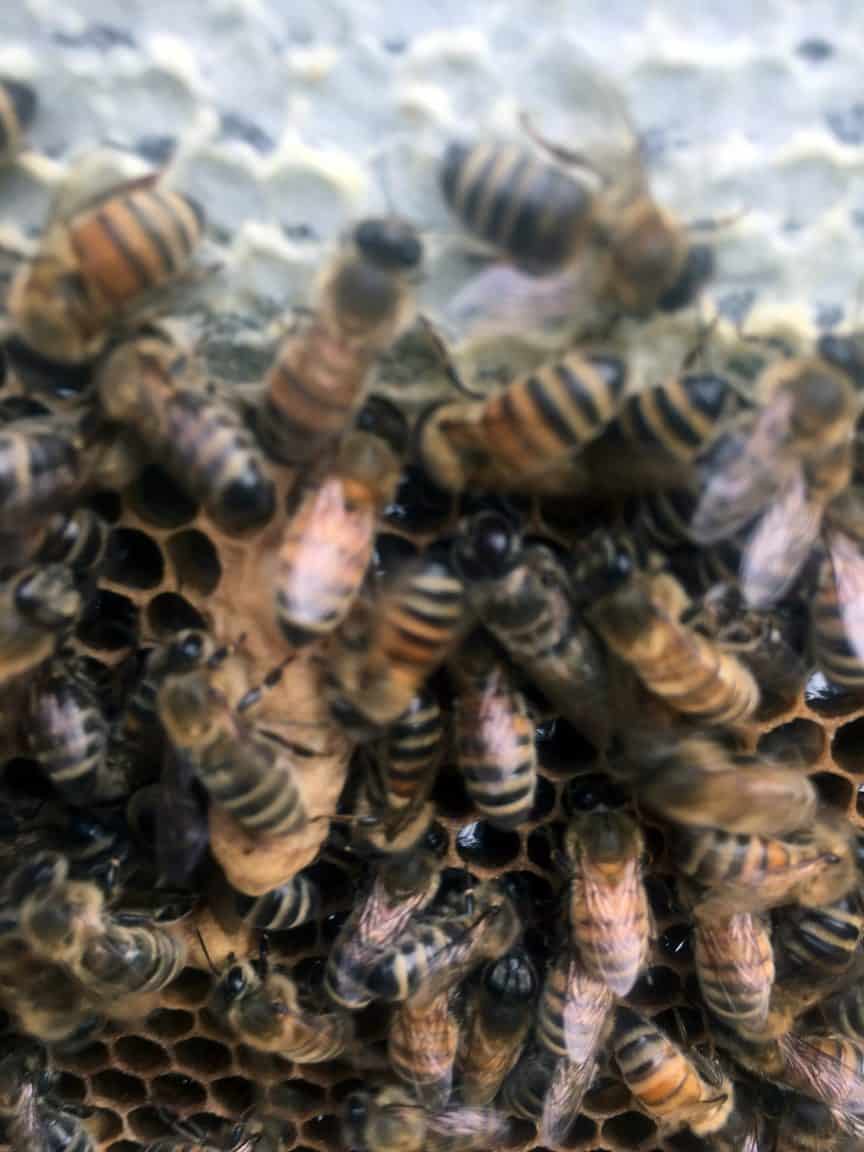 Considering the Joys of Beekeeping PerfectBee
