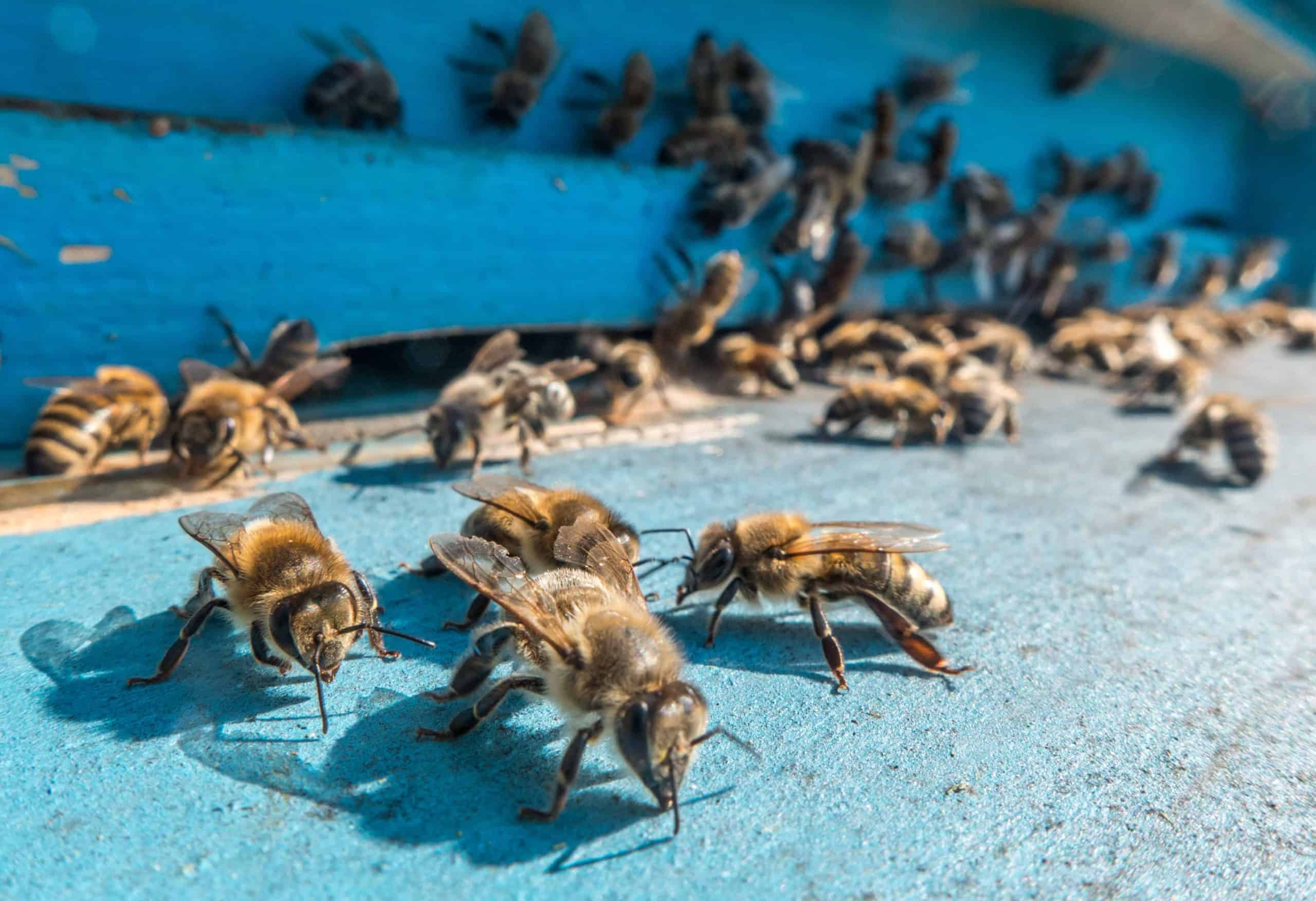 Bees at entrance to hive