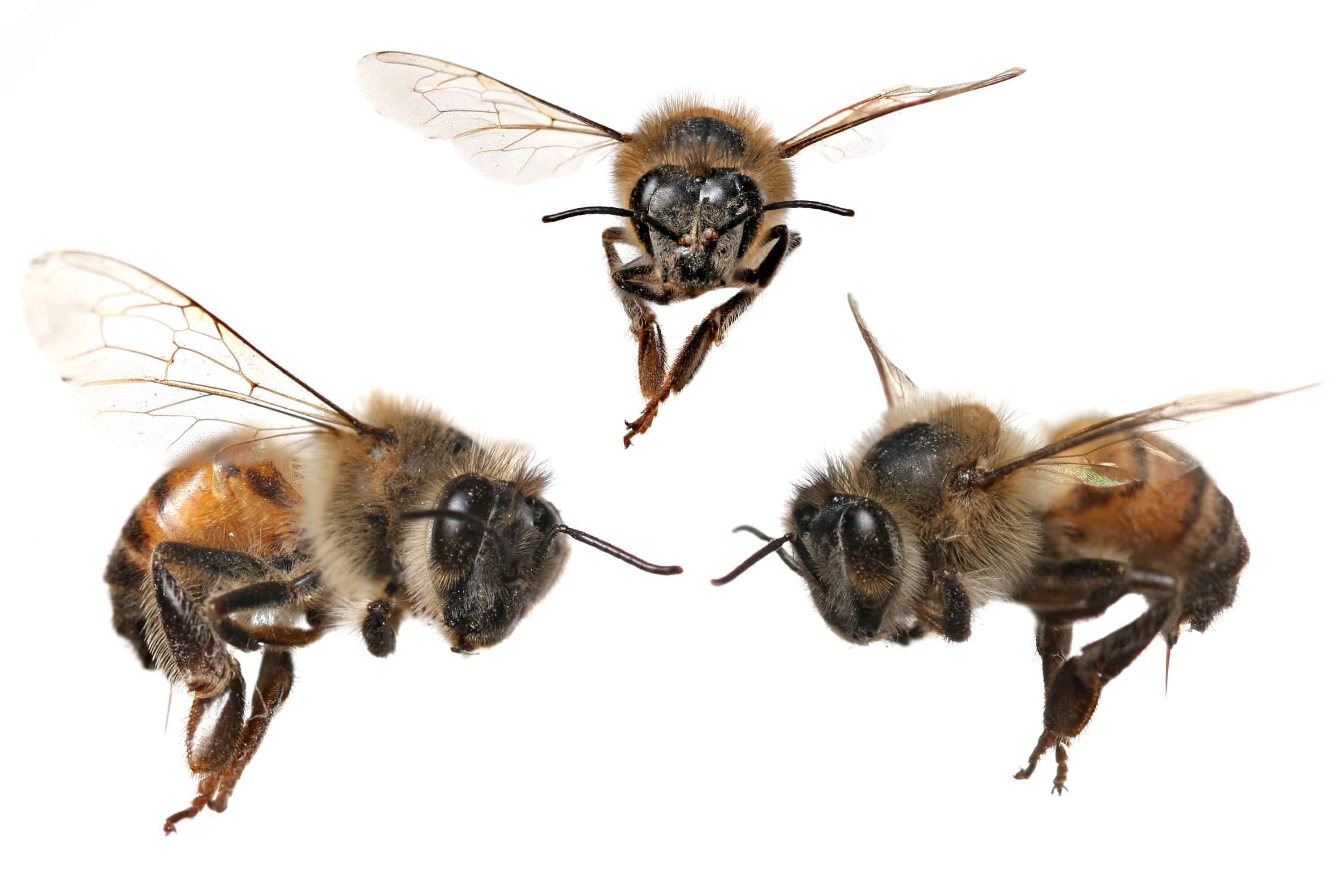 Bees facing each other