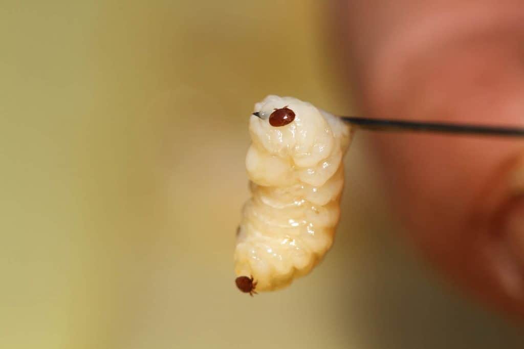 Varroa on larva