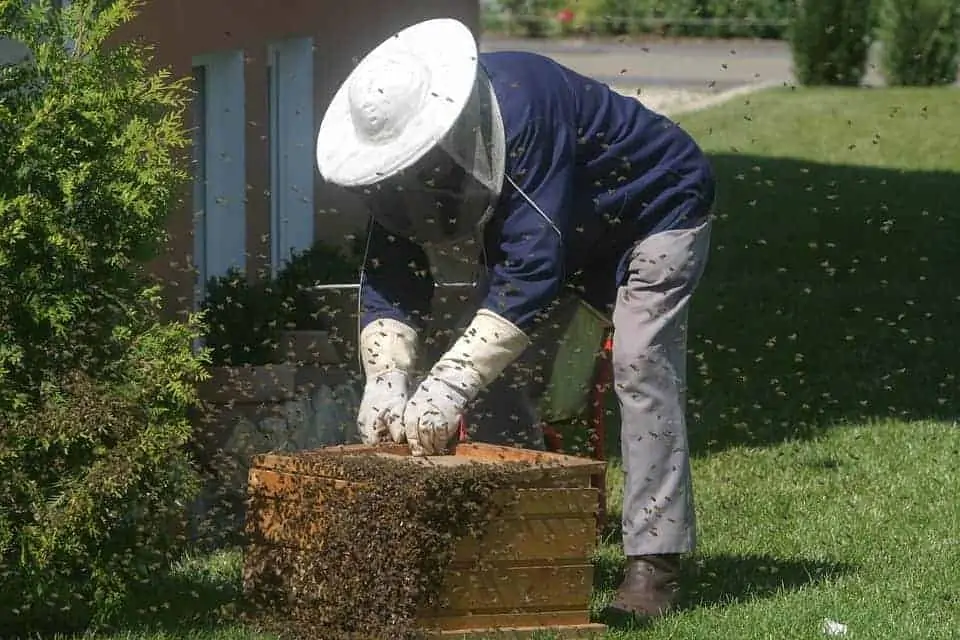 Beekeeper flurry