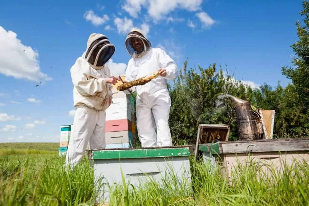 Beekeepers Examining Honeycomb