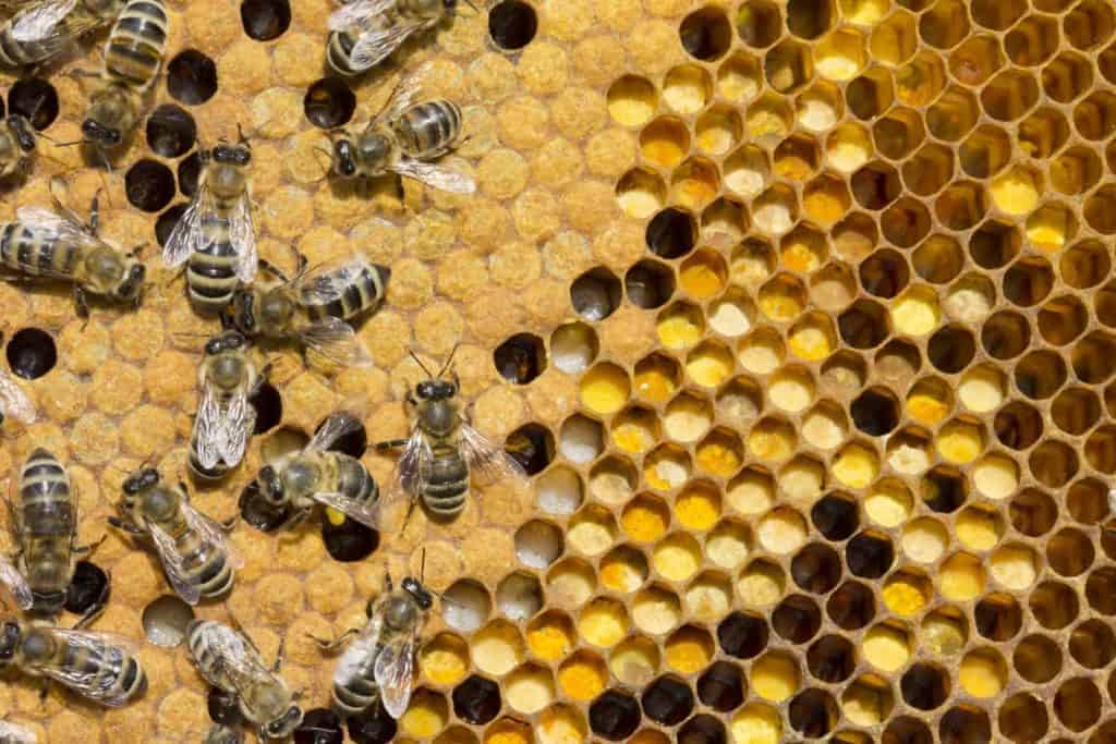 Pollen in hive