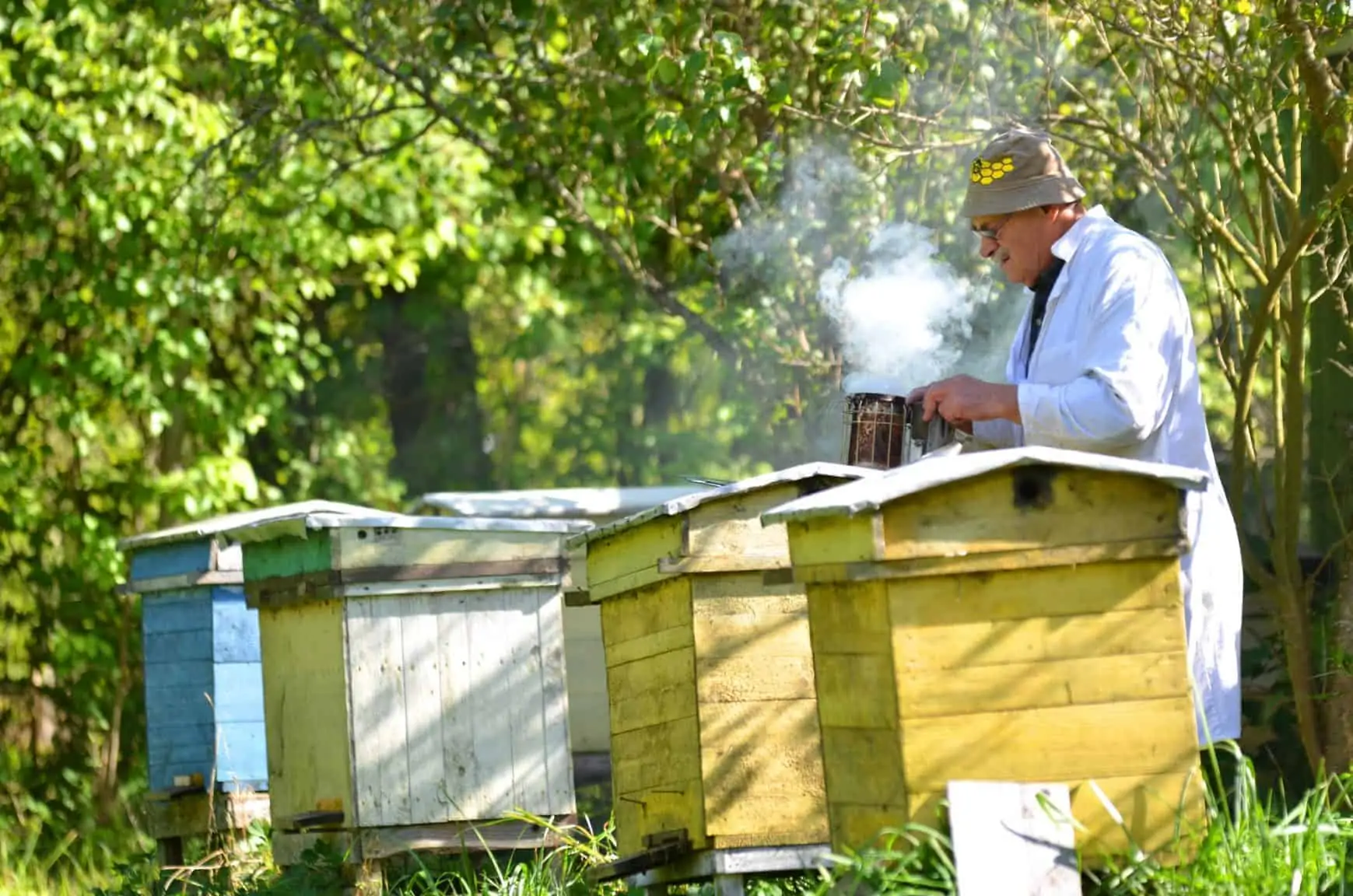 Beekeeper using smoker