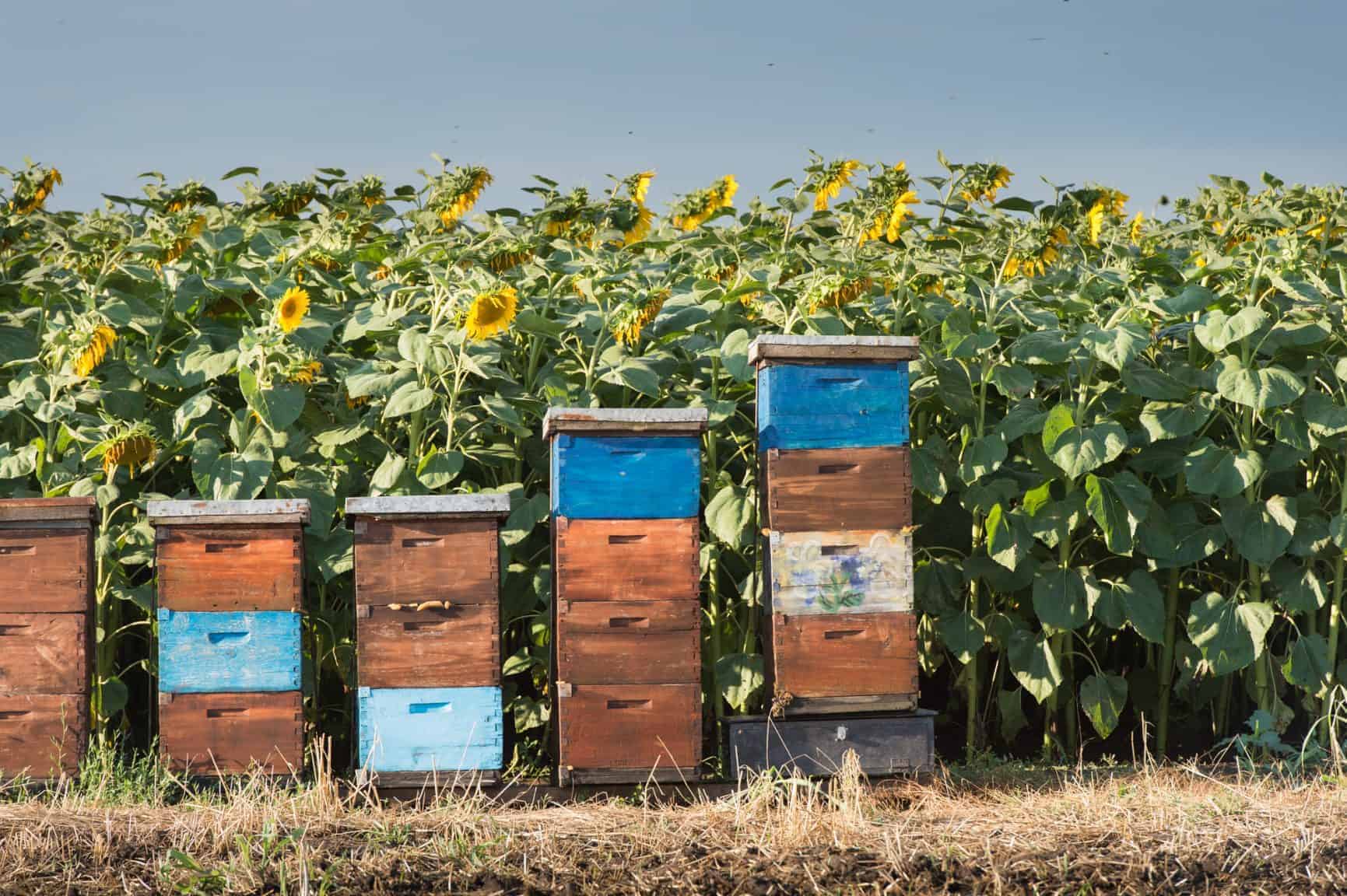 Beehives in a field