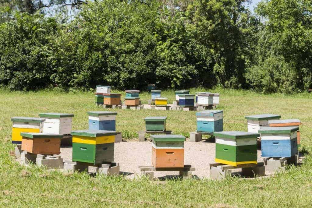 Beehives in an apiary