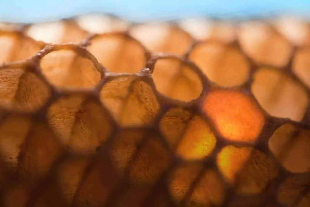 Close-up of a honeycomb filled up with honey