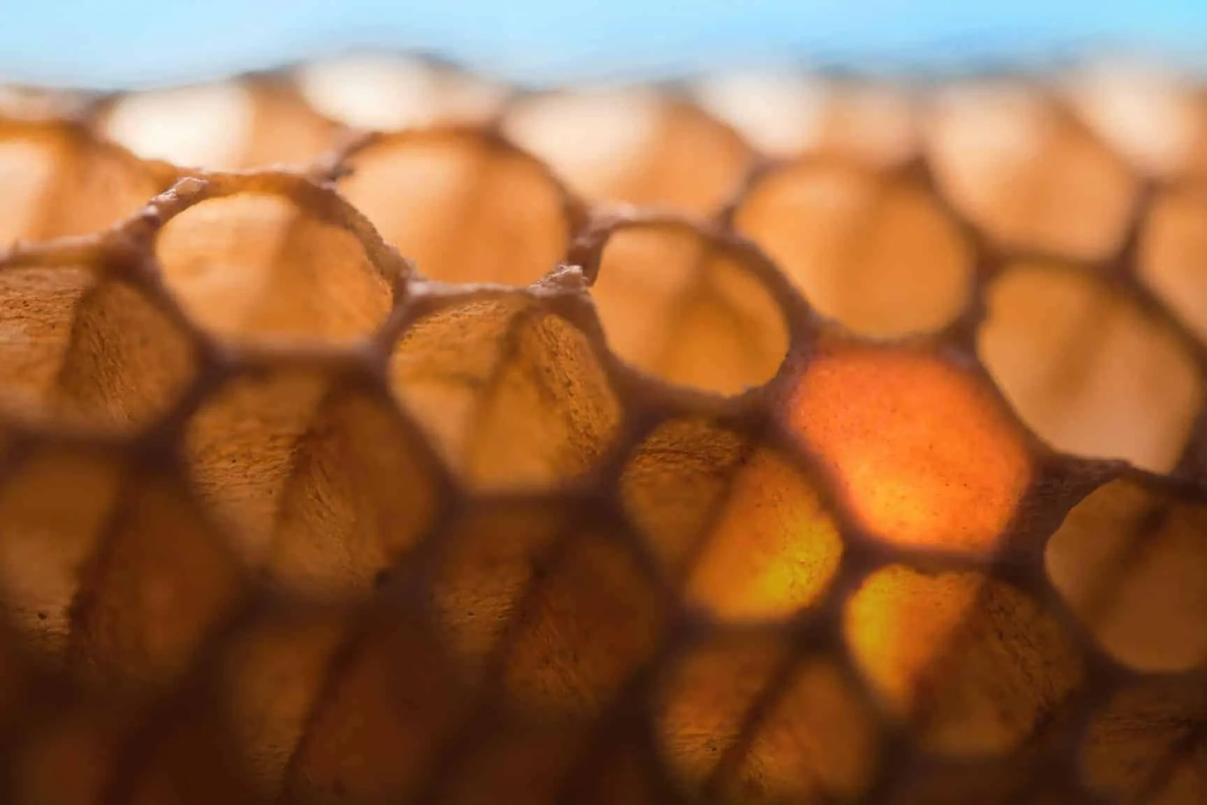 Close-up of a honeycomb filled up with honey .