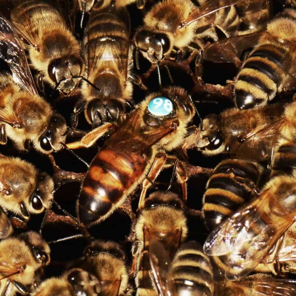 The Role Of The Queen Bee Perfectbee