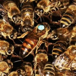 Marking a Queen Bee