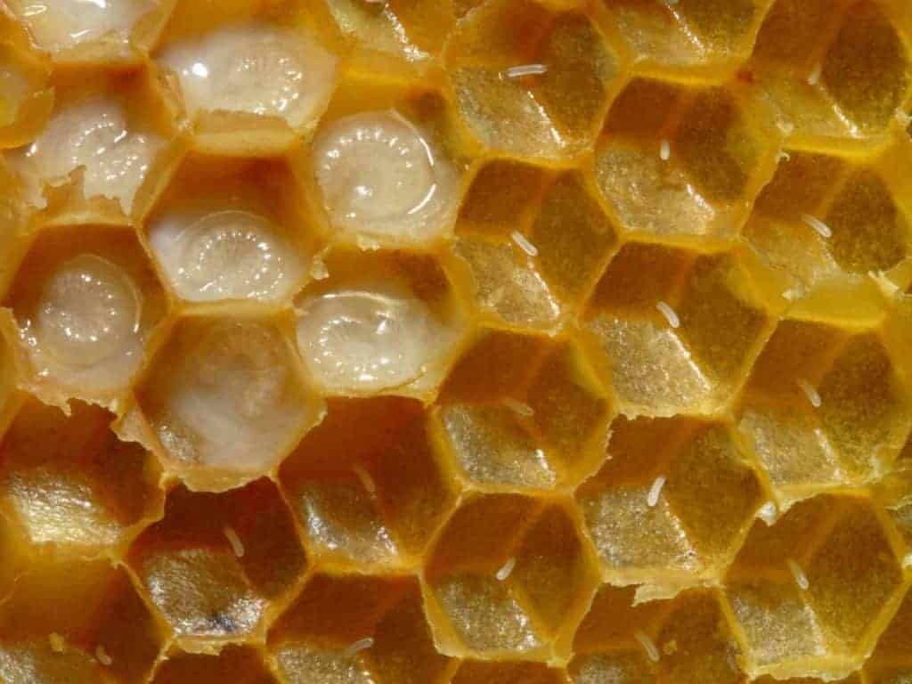 Honey Bee Eggs And Brood