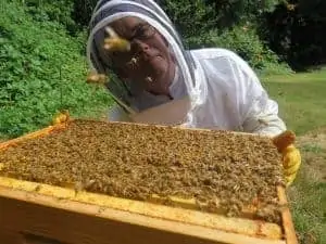 What factors help honeybee colonies thrive?