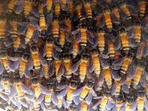 bee cluster closeup by Bksimonb