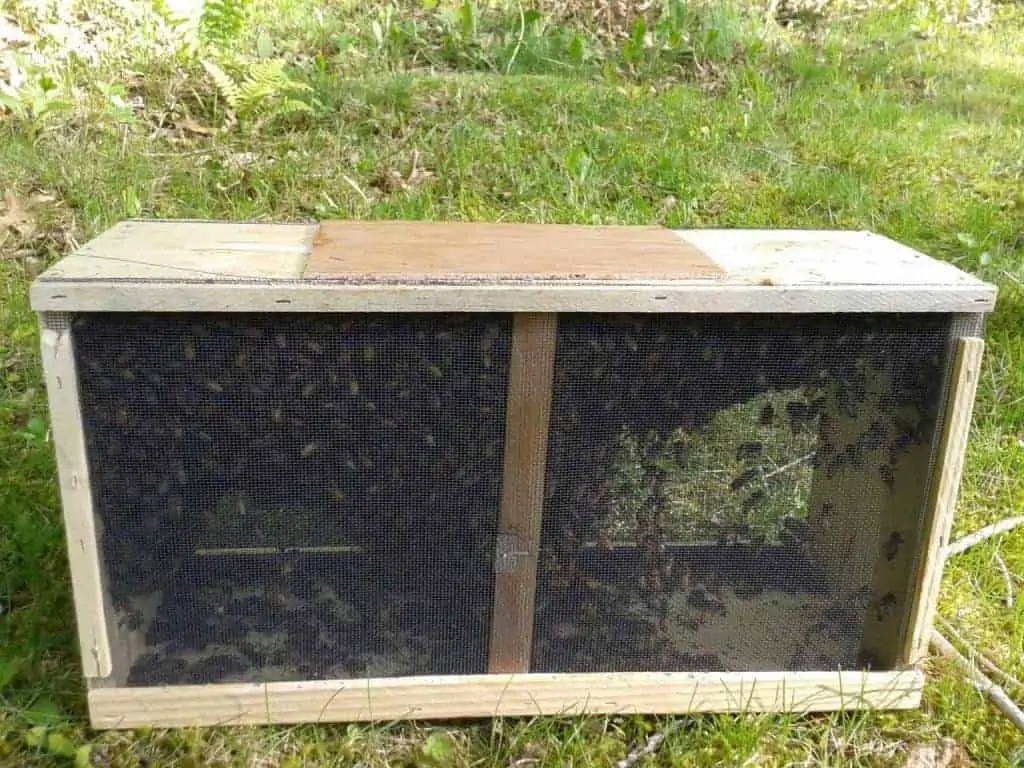 Removing candy from queen cage