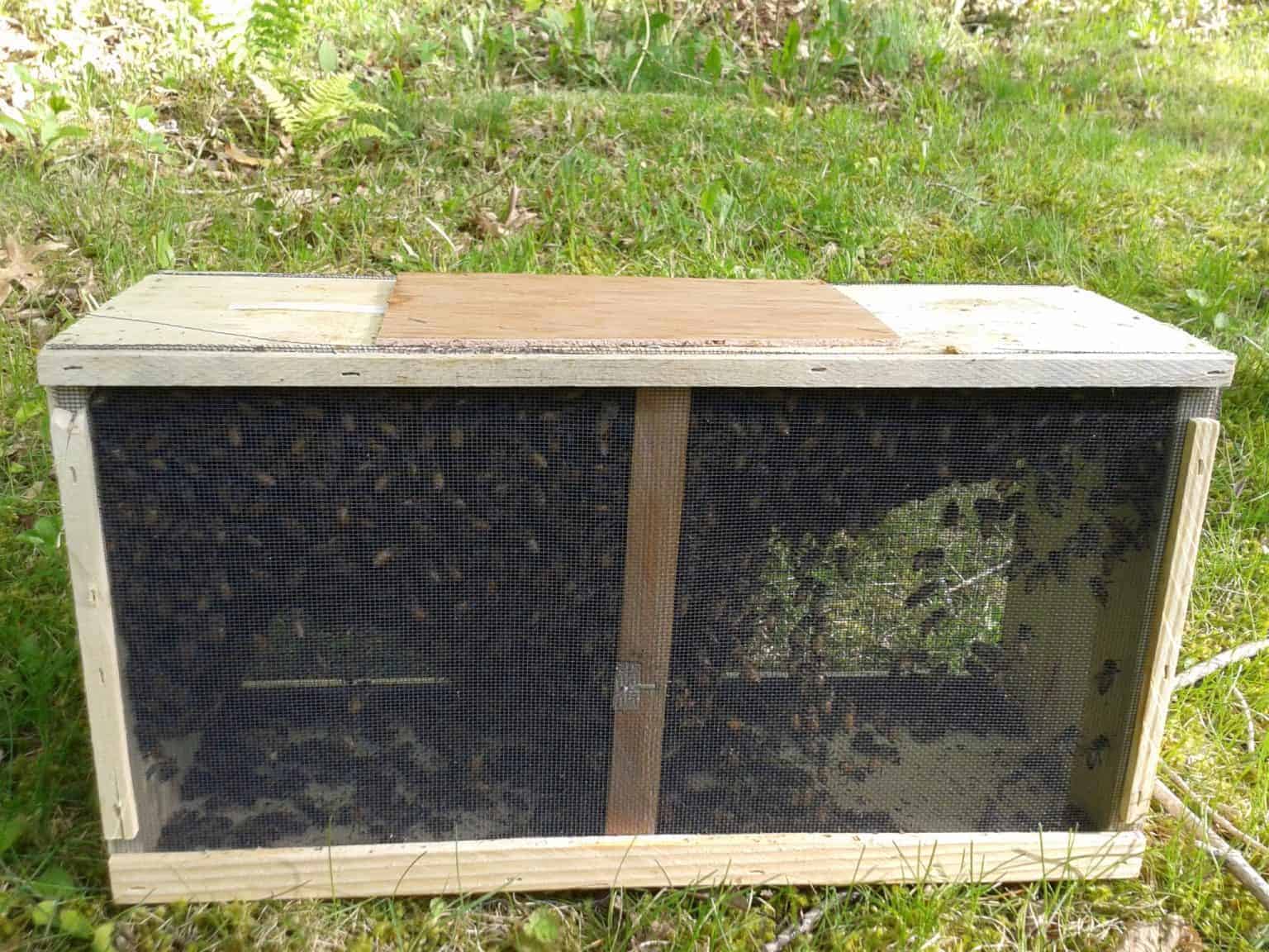 Package bees cheap