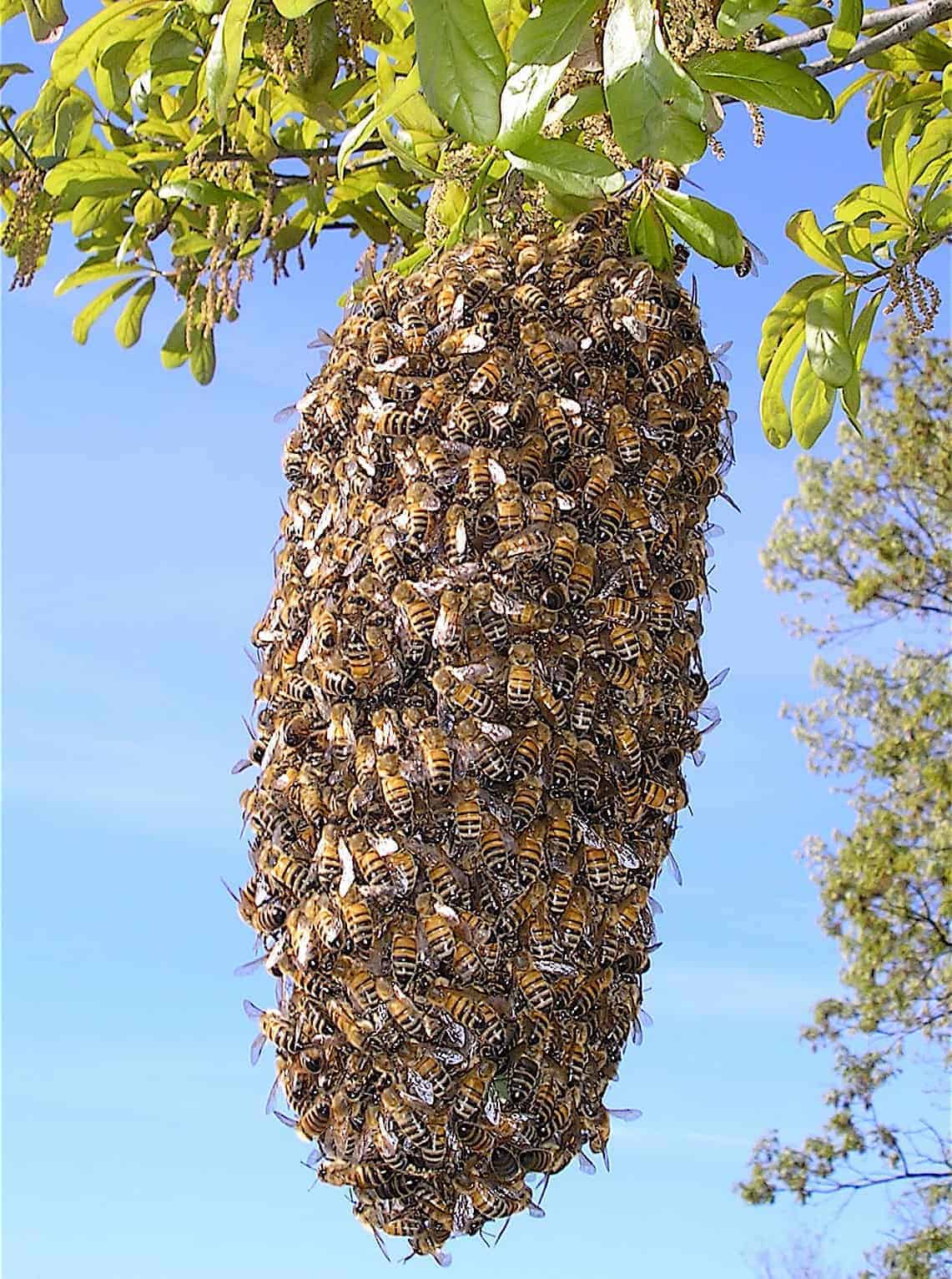 Bee Swarm