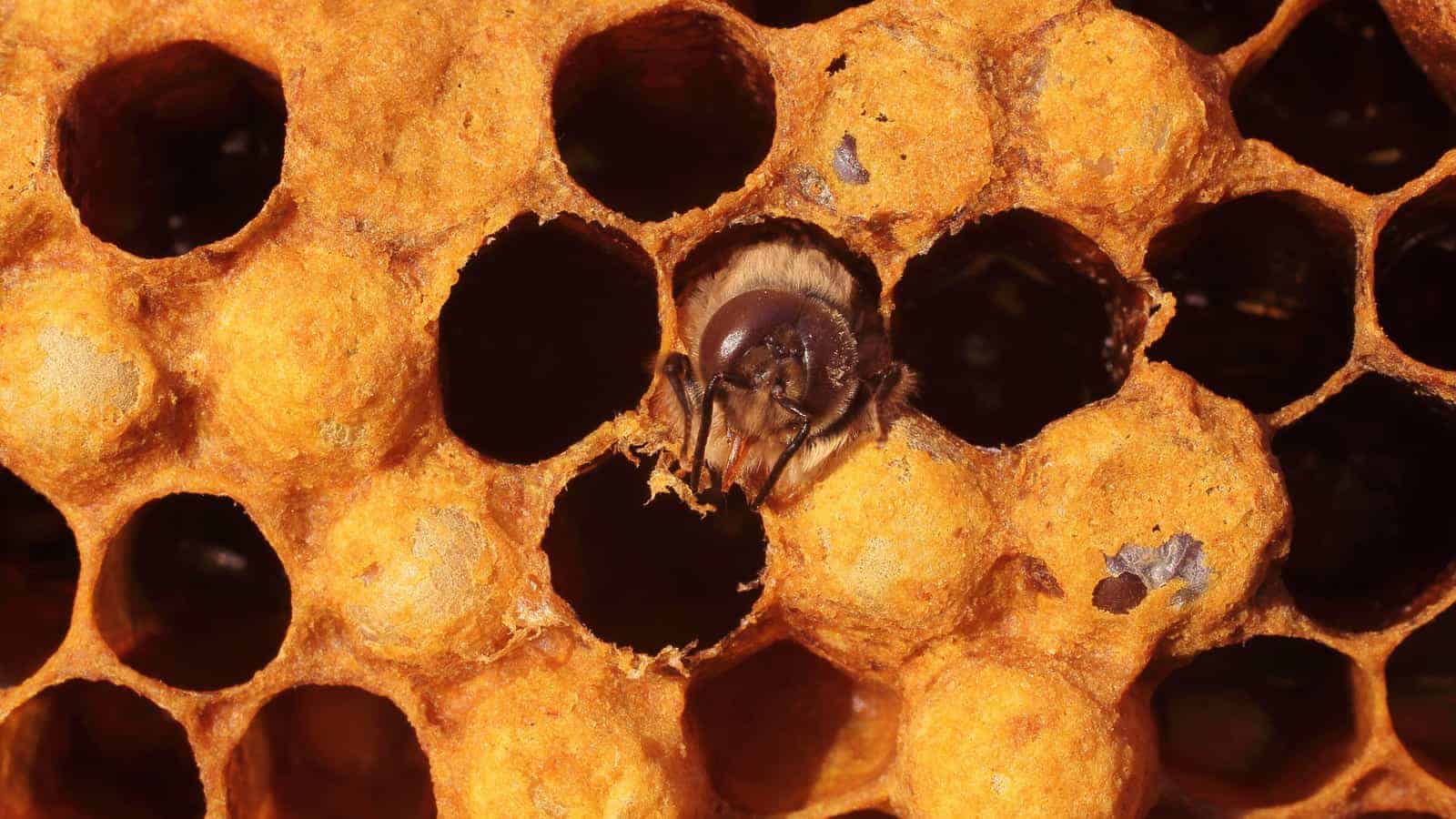 Why Are Queen Bees Failing To Reproduce?