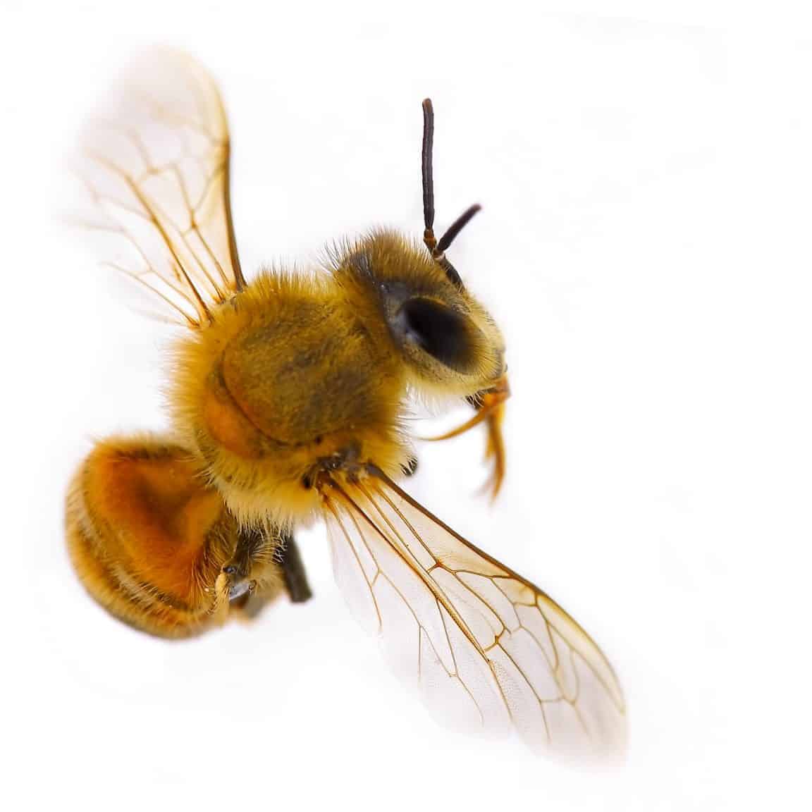 anatomy of honey bee