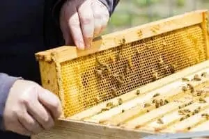 Helping Bees Through a Nectar or Pollen Dearth
