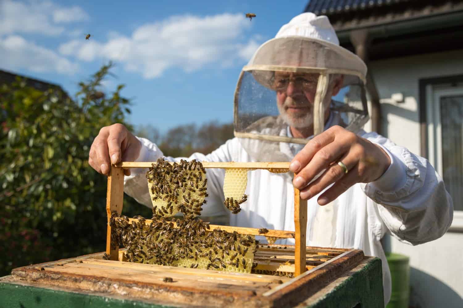 Beekeeper checking bees